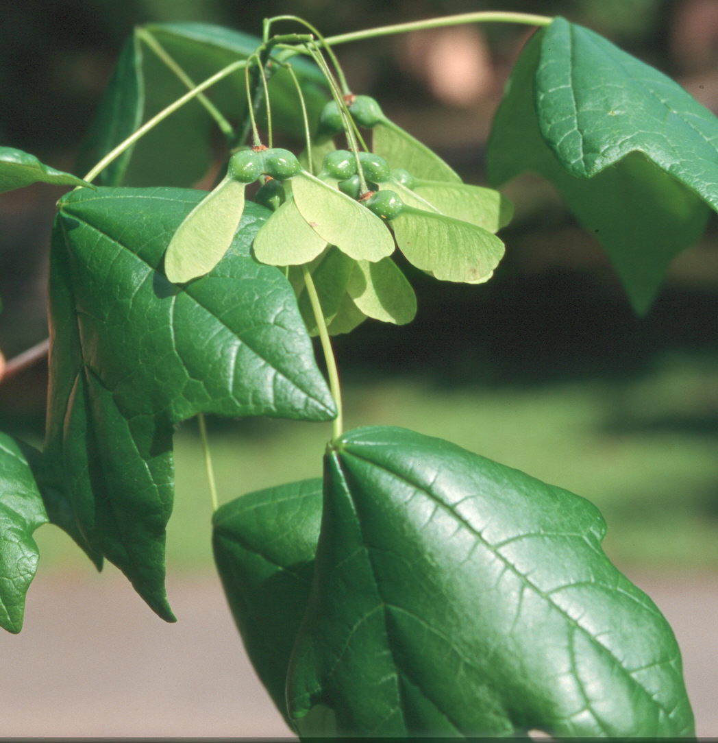 Green leaves very close fruitjpg